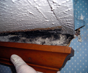 hidden toxic mould - behind crown moulding - Stachybotrys chartarum