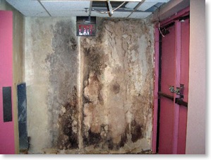 mould in a commercial building