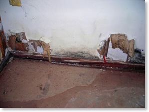 visible mould on drywall