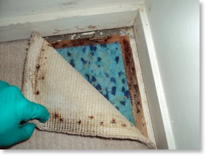 mould under carpet found during a mould inspection