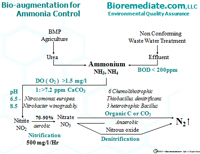 algae, ponds, water, bioremediation, cyanobacteria, nutrients, algal blooms