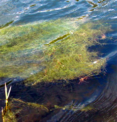 pithophora - a filamentous algae 